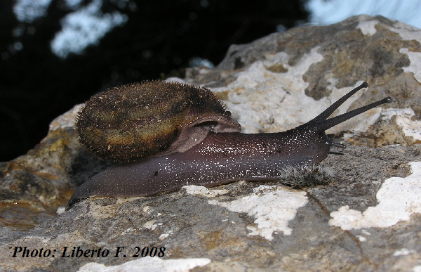 Chilostoma (Campylaea) planospira benedictum (Kobelt, 1872)